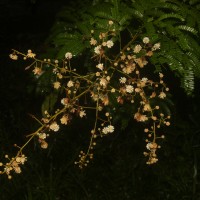 Senegalia caesia (L.) Maslin, Seigler & Ebinger